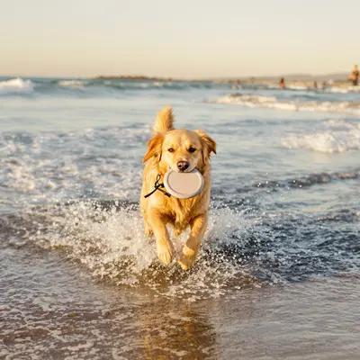 Joyful Golden Retriever Running on Beach with Frisbee