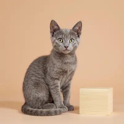 Sleek Russian Blue Kitten with Wooden Block