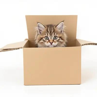 Curious Maine Coon Kitten in Cardboard Box