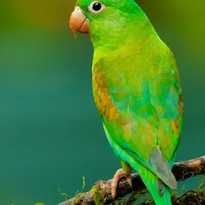 Colorful Parrot on Branch