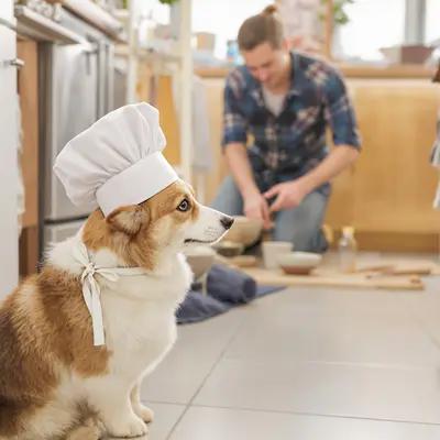 Little Chef Corgi Watches Kitchen Prep