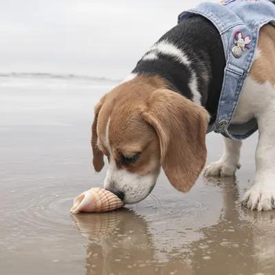 Curious Beagle Sniffing Seashell on the Beach