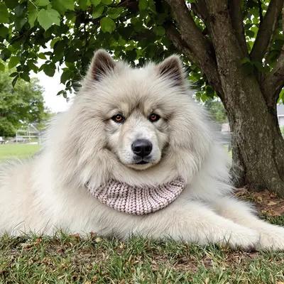 Fluffy Samoyed Resting Under Shady Tree