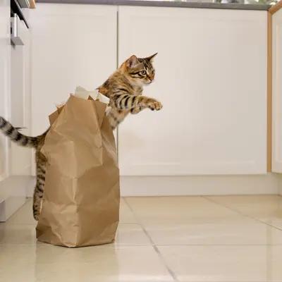 Playful Bengal Cat Leaping into Paper Bag