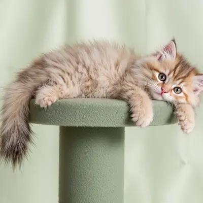 Fluffy Norwegian Forest Kitten Lounging