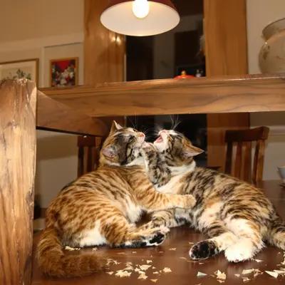 Playful Kittens Under Dining Table