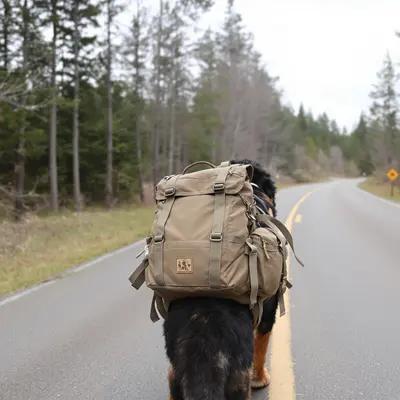 Bernese Mountain Dog's Forest Road Journey