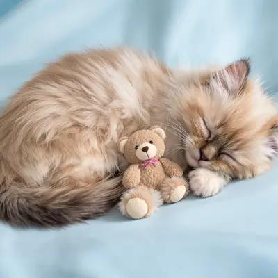 Peaceful Birman Kitten Napping with Teddy Bear