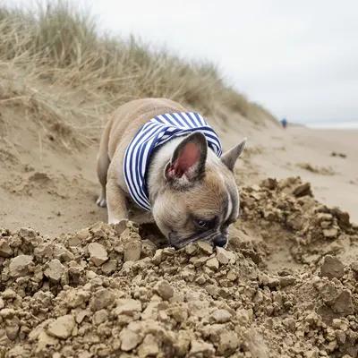 Playful French Bulldog Digging on Beach