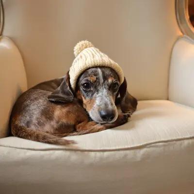 Sweet Dachshund in Knitted Cap