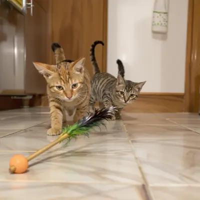 Playful Kittens Chasing Feather Wand Toy