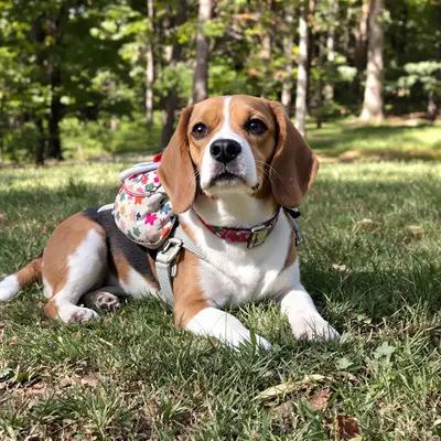 Beagle's Forest Adventure with Backpack