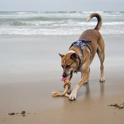 Playful Dog Enjoys Beach Tug-of-War