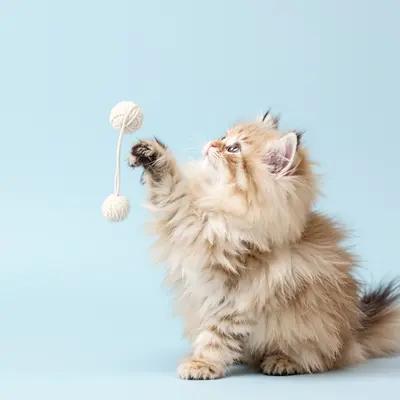 Fluffy Persian Kitten Playing with Yarn