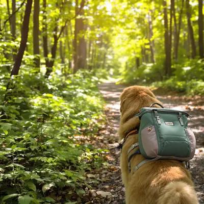Golden Retriever's Forest Trail Adventure