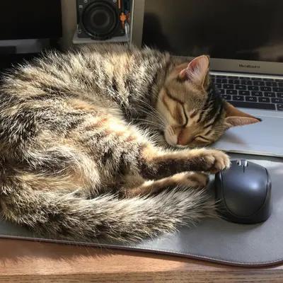 Peaceful Tabby Cat Napping on Desk