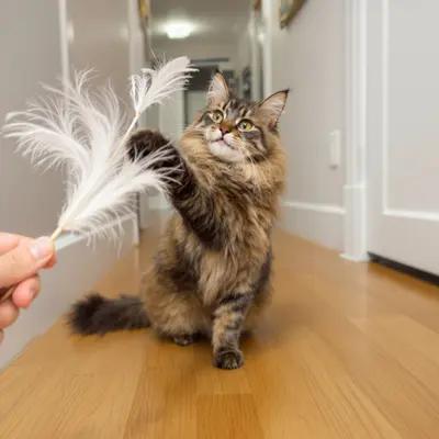Playful Maine Coon Batting Feather Wand