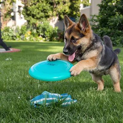 Playful German Shepherd Puppy with Frisbee