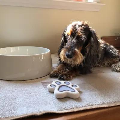 Senior Dachshund Relaxing in Sunny Kitchen