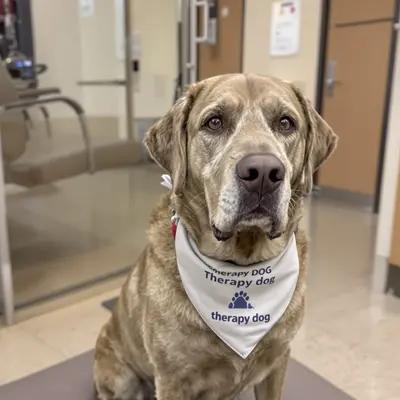 Dignified Therapy Dog Patiently Waits