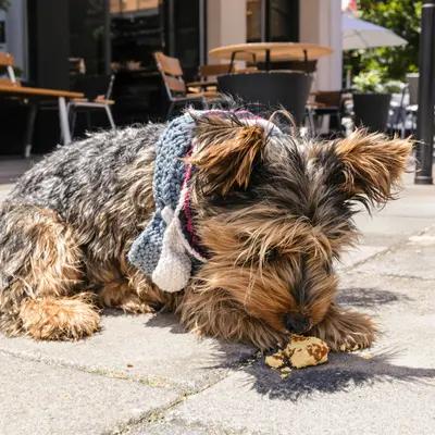 Curious Yorkie Puppy on Sunny Patio