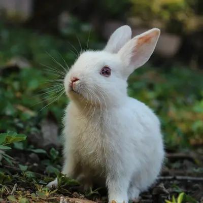 Fluffy Bunny in Garden