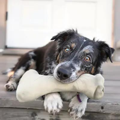 Attentive Border Collie with Favorite Bone Toy