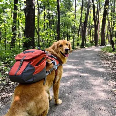 Happy Golden Retriever on a Forest Hike