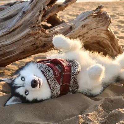 Playful Husky Rolling in Golden Sand