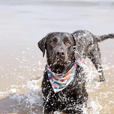 Playful Black Labrador Shaking Water on Beach