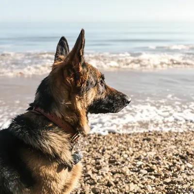 Majestic German Shepherd Gazing at the Ocean