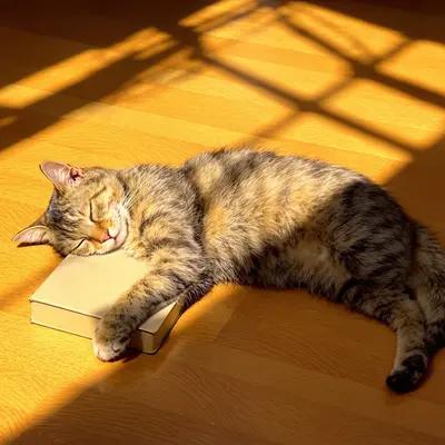 Sleeping Tabby Cat in Golden Sunlight