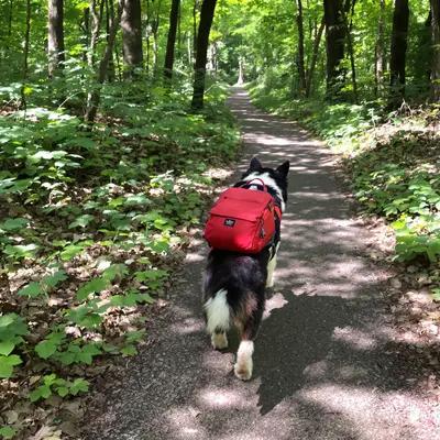 Border Collie's Woodland Hike Adventure