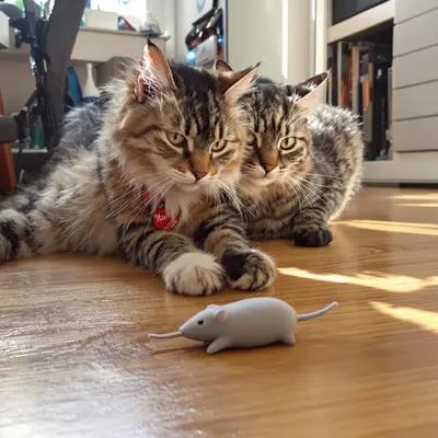 Playful Cats and Mouse Toy in Sunlight