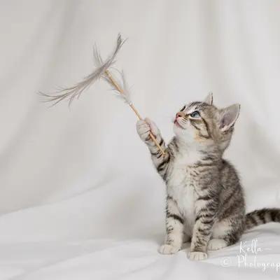 Playful Kitten Swatting Feather Wand