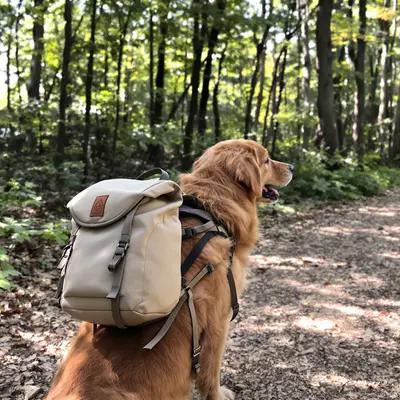 Golden Retriever Ready for a Forest Adventure