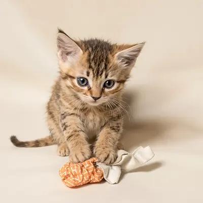 Playful Abyssinian Kitten with Crinkly Toy