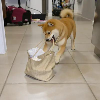 Playful Shiba Inu Puppy with Shopping Bag