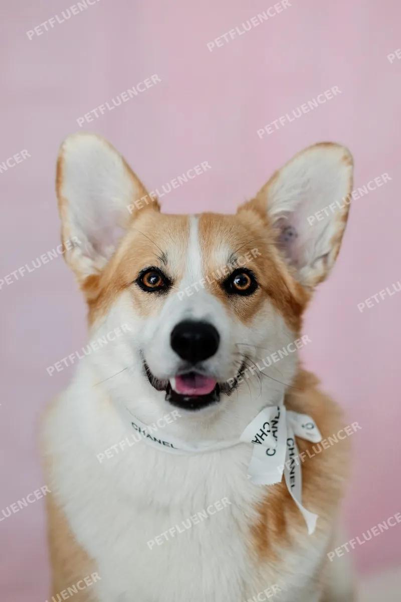 Playful Corgi Running on Beach