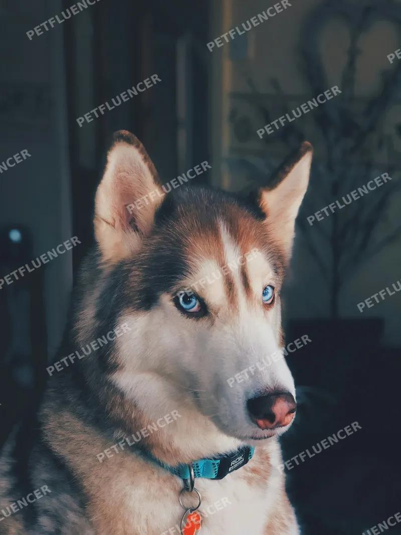 Labrador Swimming in Lake
